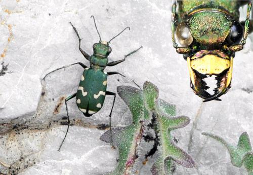 Réf. 63 276 : Cicindela gallica