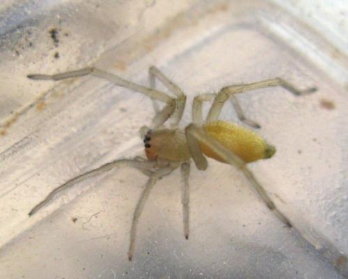 Cheiracanthium sp.