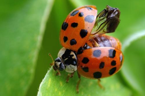 Réf. 63 279 : Harmonia axyridis
