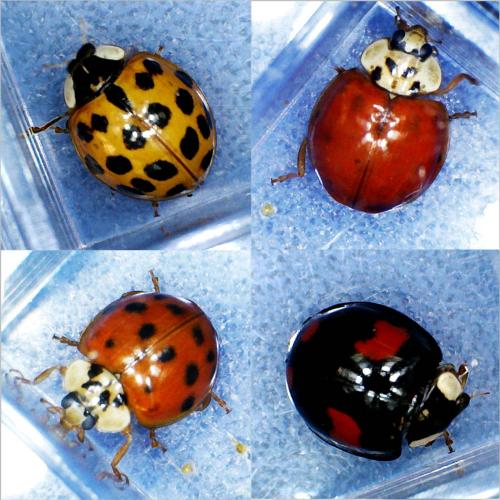 Harmonia axyridis