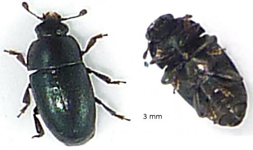 Meligethes sp.