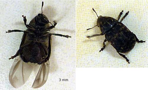 Réf. 63 695 : Anthribus nebulosus