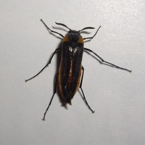 Metoecus paradoxus
