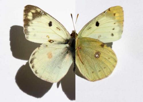 Colias sp.