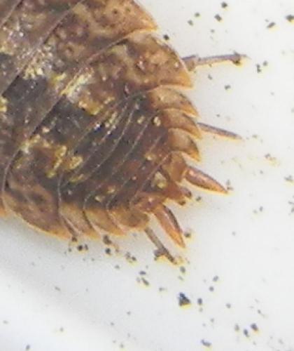 Porcellio monticola