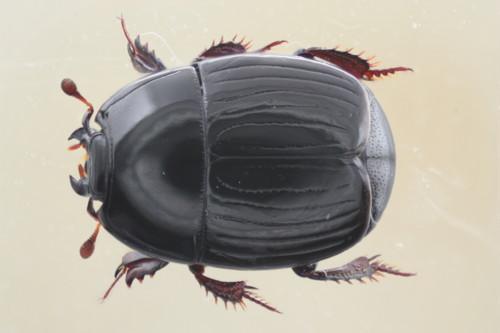 Réf. 63 386 : Atholus duodecimstriatus duodecimstriatus