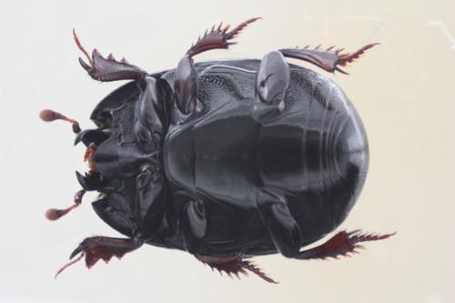 Atholus duodecimstriatus duodecimstriatus
