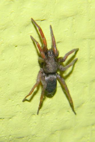 Réf. 63 109 : Scotophaeus sp.