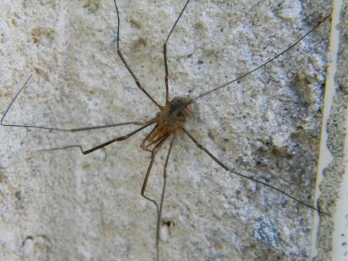 Phalangium opilio
