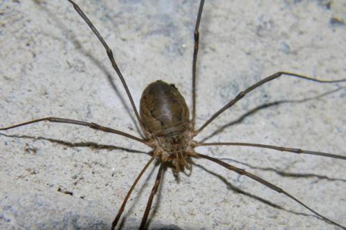Réf. 63 863 : Phalangium opilio