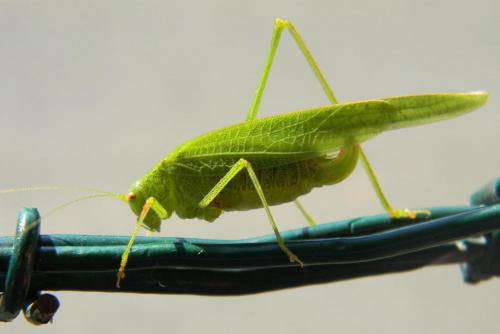 Réf. 63 864 : Phaneroptera nana