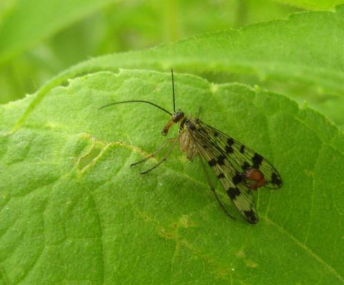 Panorpa vulgaris