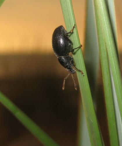 Otiorhynchus atroapterus