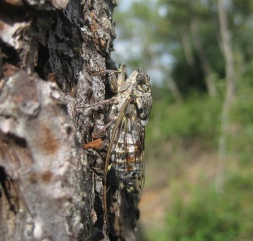 Réf. 63 578 : Cicada orni