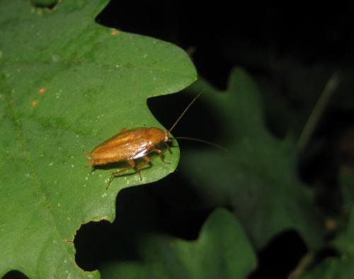 Ectobius pallidus