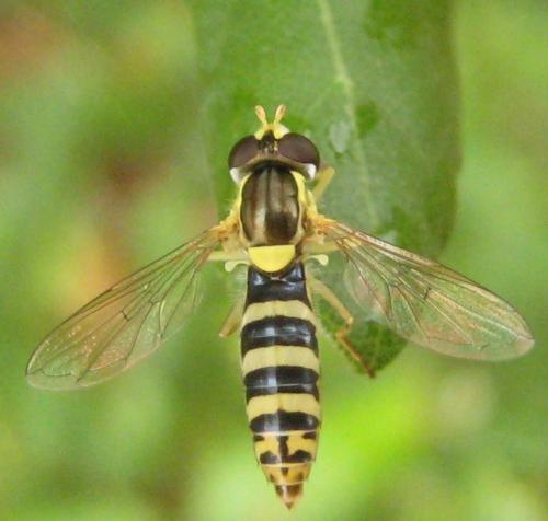 Réf. 63 968 : Sphaerophoria sp.