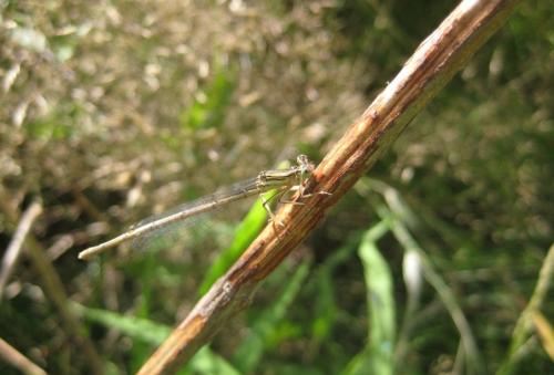 Platycnemis sp.