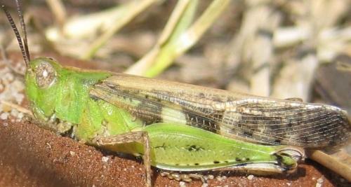 Réf. 63 840 : Aiolopus strepens
