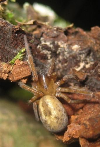 Amaurobius sp.