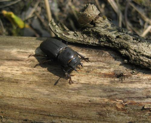 Réf. 63 531 : Dorcus parallelipipedus