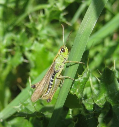 Pseudochorthippus sp.