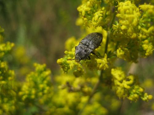 Agrypnus murinus