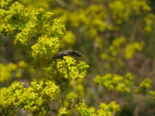 Agrypnus murinus