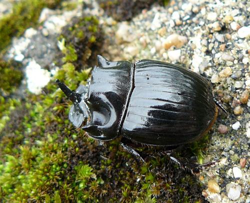 Copris lunaris