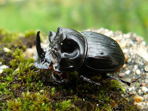 Réf. 63 294 : Copris lunaris