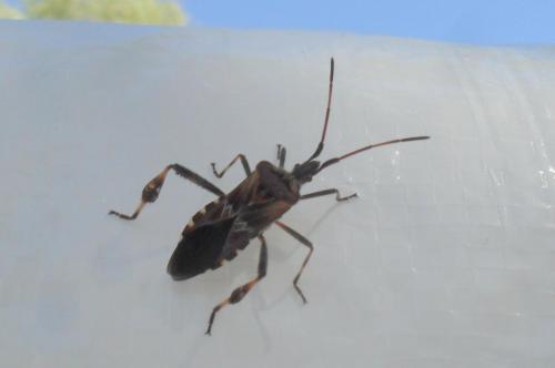 Leptoglossus occidentalis