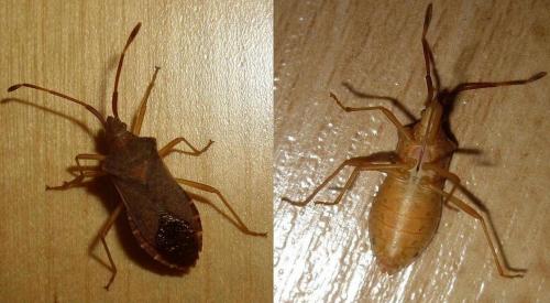Gonocerus acuteangulatus