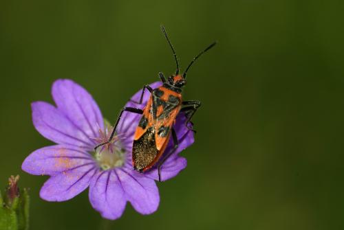 Corizus hyoscyami hyoscyami