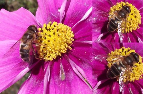 Eristalis pertinax