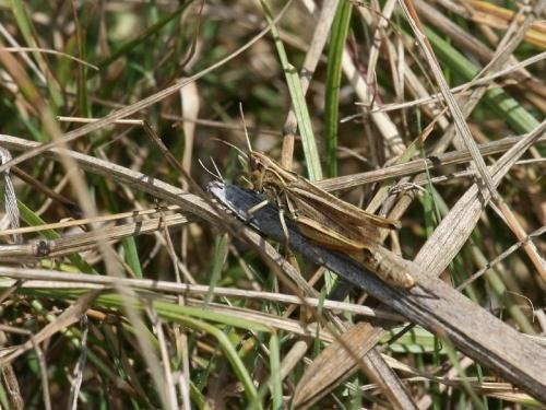 Réf. 63 003 : Pseudochorthippus parallelus