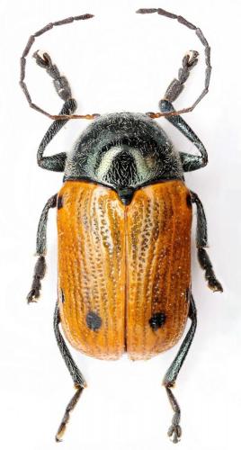 Réf. 63 520 : Cryptocephalus tristigma