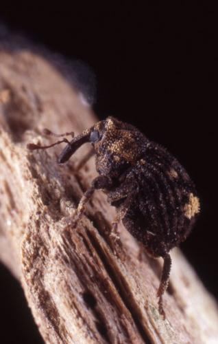 Echinodera hypocrita