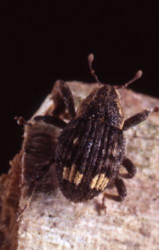 Echinodera hypocrita