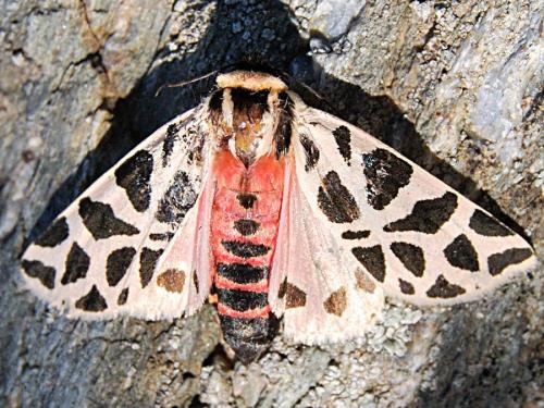 Cymbalophora pudica