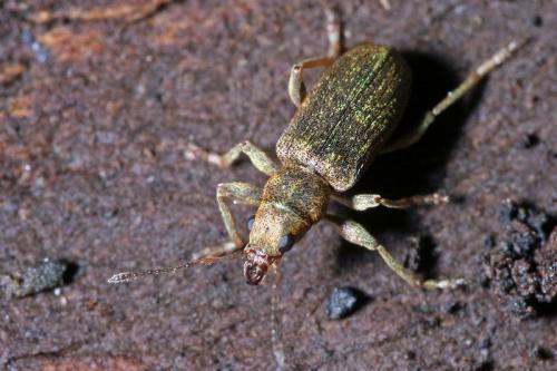Pachyrhinus lethierryi