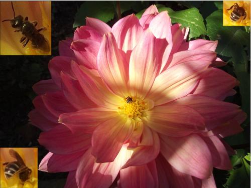 Réf. 63 714 : Halictus sp.