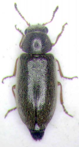 Dasytidius sp.