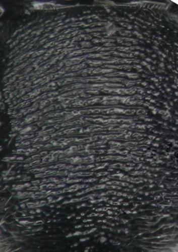 Dipogon variegatus
