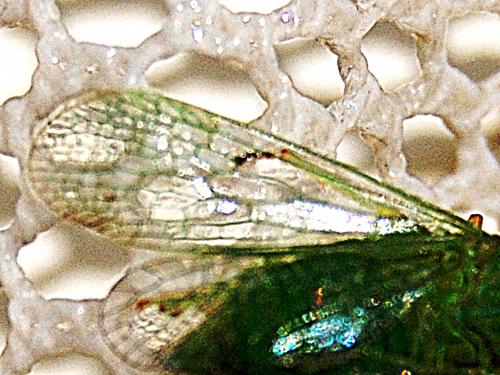 Réf. 63 710 : Dictyophara multireticulata
