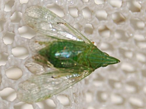 Réf. 63 669 : Dictyophara multireticulata
