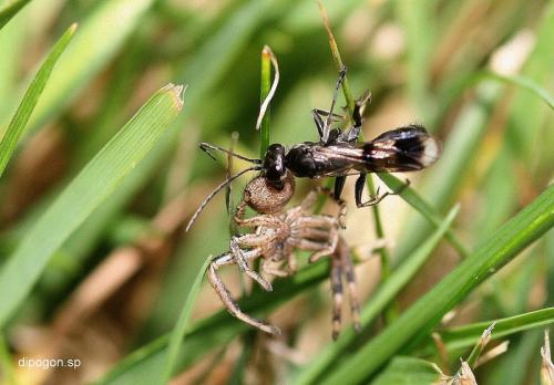 Réf. 63 218 : Dipogon sp.