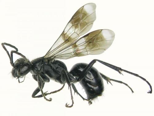 Dipogon variegatus