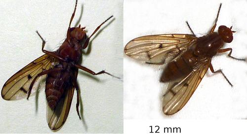 Réf. 63 458 : Neuroctena anilis