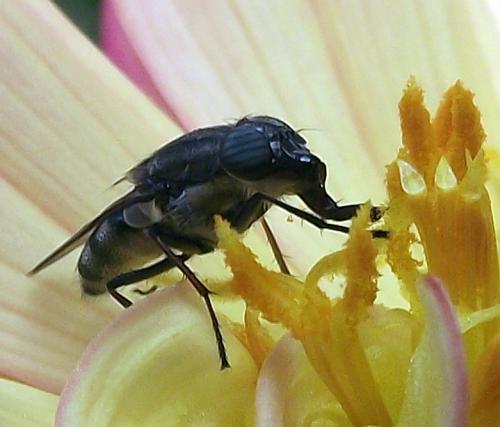 Stomorhina lunata