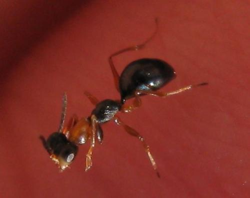 Gonatopus bicolor