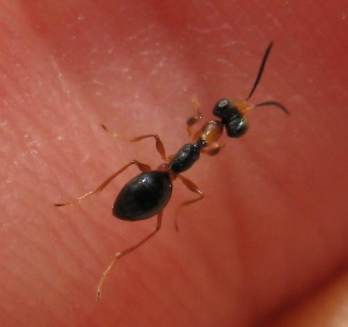 Gonatopus bicolor
